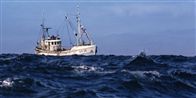 Der var ikke kun fisk i lasten på den bornholmske kutter Corsica. (modelbillede)