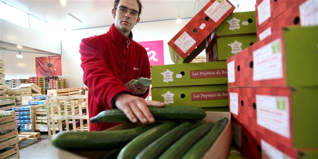 Snorlige agurker kan sikre dit job