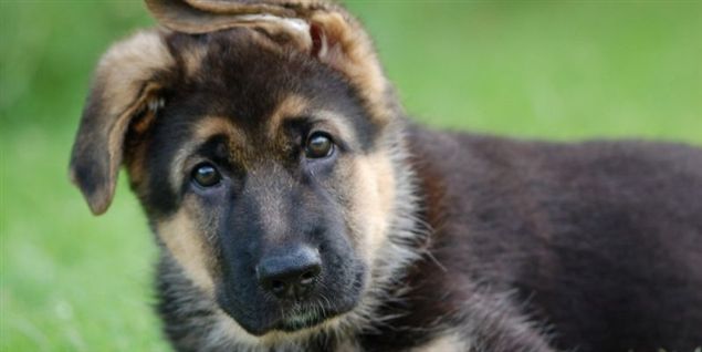 Hunde bider oftest deres egen ejer