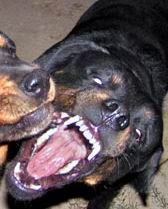 Hunde-Bloggen