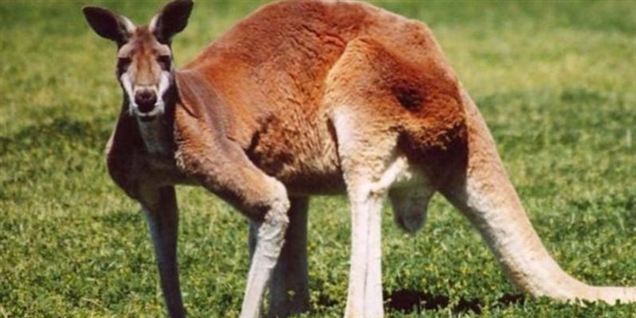 Kænguruer på stoffer plager Australien