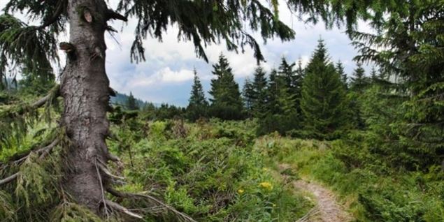 Ung dreng dukket op efter fem år i skov