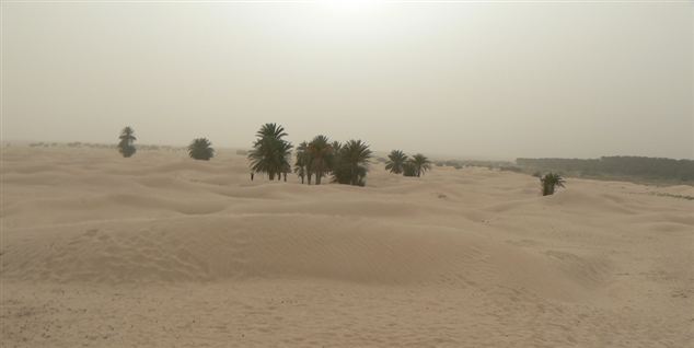 Kæmpe grøn mur af træer skal stoppe Sahara