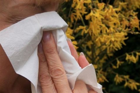 Snart vil pollen vælter ned fra træerne og give mange snot i næsen og kløe i øjnene.