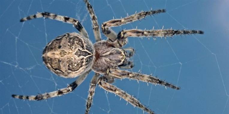 Dårligt nyt for araknofobikere. Der bliver flere og større edderkopper pga. verdens klimaforandringer. Dette er ikke en 'polarjæger' (Pardosa Glacialis), som forskerne har undersøgt.