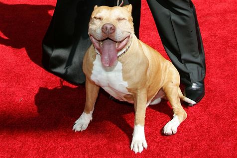 En noget mere fredelig pitbull end den, der angreb den 11-årige dreng.