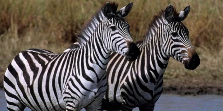 Zebraen er i folkemunde kendt som en hest i nattøj - nu mener forskere at have opklaret, hvorfor naturen har skabt den sådan.