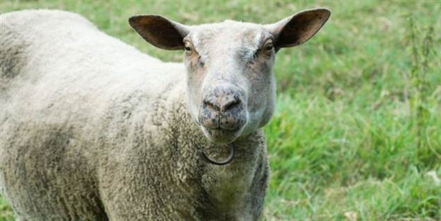 Der blev i går sat ild til tre får i Jægerspris. Dog ikke dette får. Arkiv.