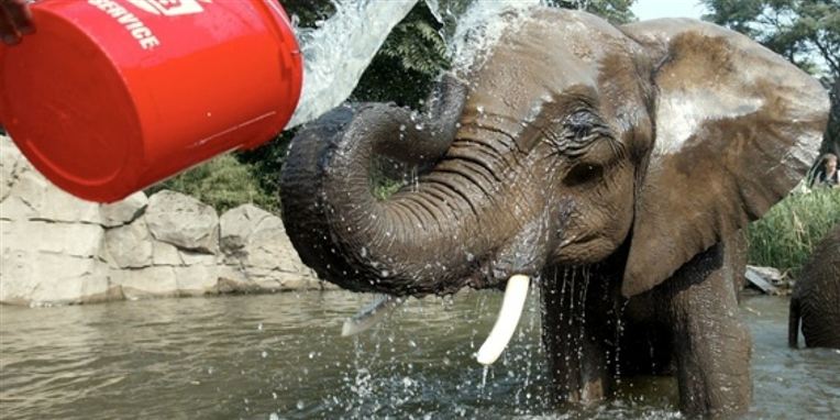 Elefanter er meget sociale dyr. Nu har forskere bekræftet, at en elefant fra en zoologiskhave i Seoul kan tale som et menneske.