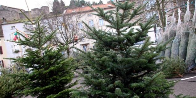 Er du en af dem, der får en julecheck fra Mødrehjælpen, kan den eventuelt bruges på et juletræ.