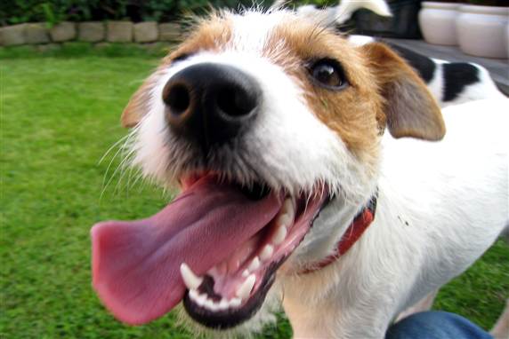 En jack russell terrier er en lille hund og meget energisk og nærmest utrættelig. Den kræver en ejer, der har tid til at motionere den fysisk og mentalt. Den egner sig godt til familier med mange børn, der kan gå tur med det lille jublende og skæggede kræ.