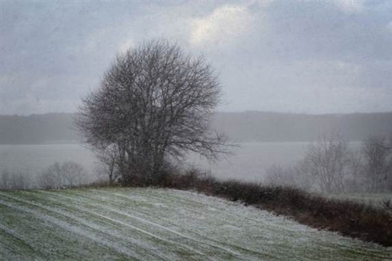 Myten er aflivet. Frost slår ikke sygdoms-bakterier ihjel.