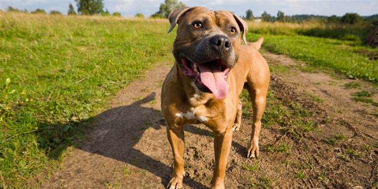 Det var en hund af racen American Staffordshire Terrier, der skambed den tre-årige pige.