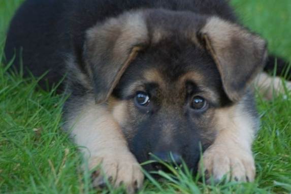 Du kan godt pakke de hundeøjne sammen. Hvis du skider, skal du selv fjerne dit lort!