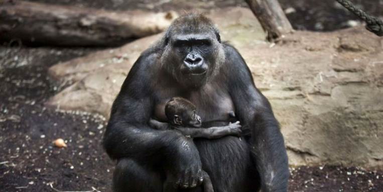 Den enorme abeskulptur Bongo vækker stor debat i Skælskør. Her ses et arkivfoto af en levende gorilla.