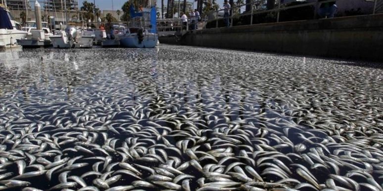 Sådan ser det ud, når flere millioner fisk strømmer op på kysten.