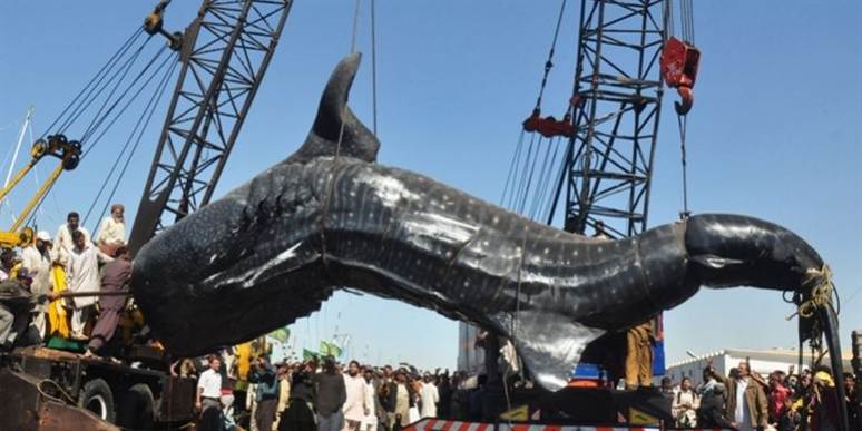 Lokale fiskere i byen Karachi hiver her kadadarveret af en 12 meter lang hvalhaj op af havet.