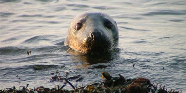 Sæl-offerets kæreste advarer alle mod at bade i Roskilde Fjord. Sælen på billedet er ikke gerningssælen.