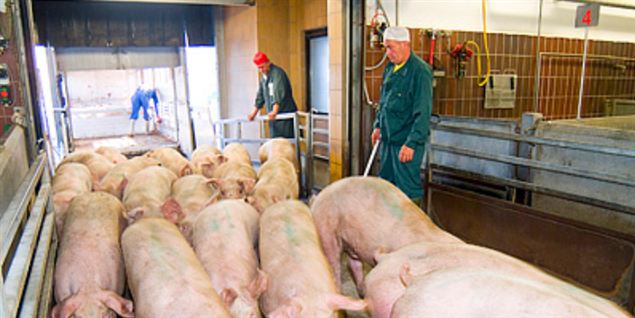 Der bliver slagtet 14.000 svin om ugen på Jutland Meat i Struer. Tempoet er så højt, at de ansatte bliver slidt ned, mener flere medarbejdere.
