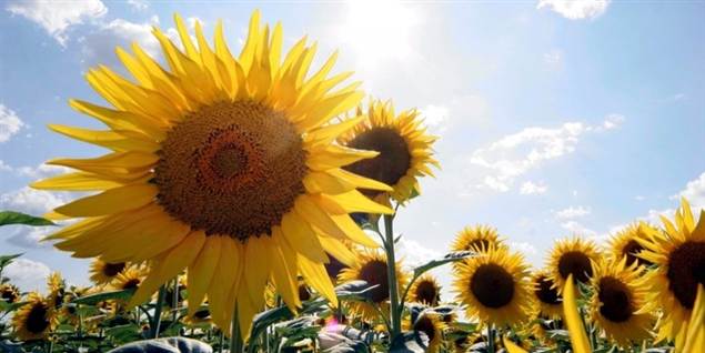 På torsdag bliver det skønt vejr. Det skal nydes, for det er eneste sommerglimt i denne omgang.