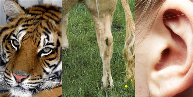 'En tiger har tisset i mit øre, så der er gået betændelse i det,' lød en undskyldning for ikke at møde på job.