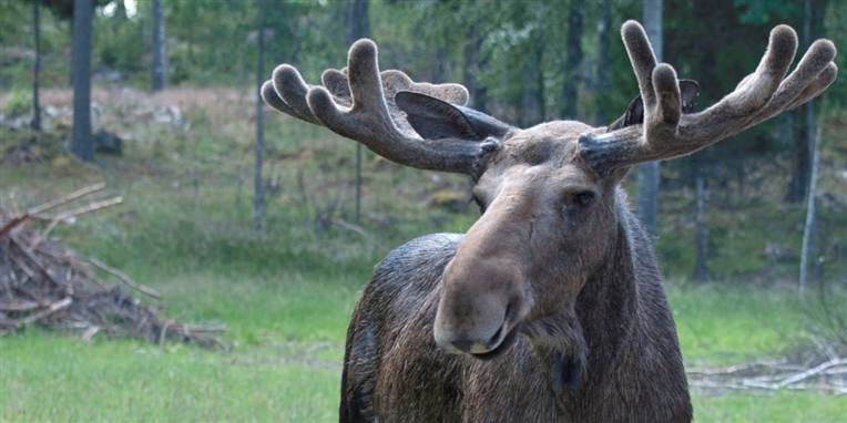 Svensk økonomi viste sig mandag at være langt bedre end ventet.