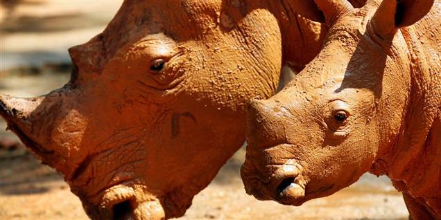 Det tre måneder gamle næsehorn Jumaane til højre - et afrikansk næsehorn - går rundt med sin mor i Singapore Zoo.