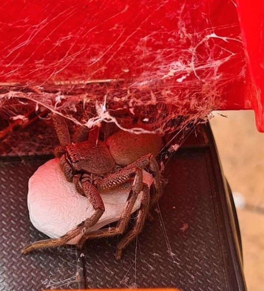 En kæmpe edderkop ovenpå et hvidt fladt æg