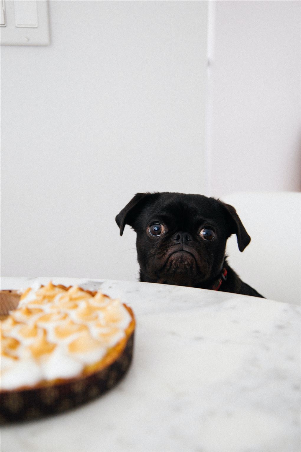en hund kigger stjålent på en kage