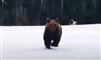 bjørn løber i sneen
