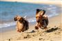 to hunde løber på strand 