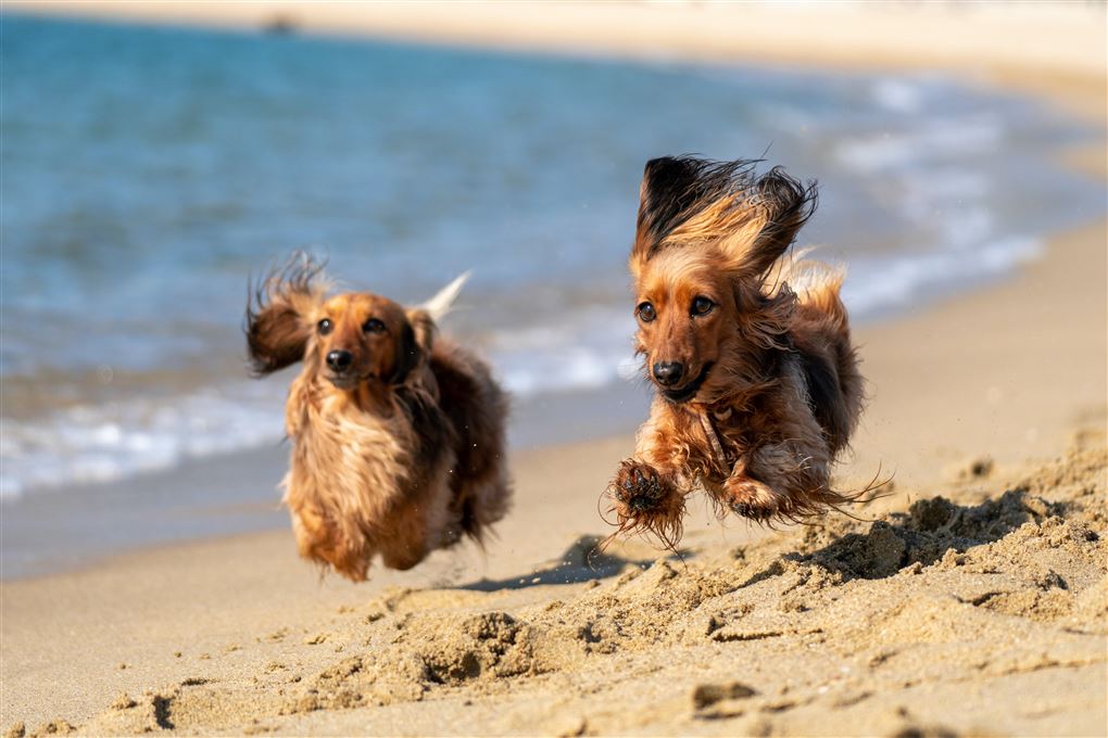 to hunde løber på strand 