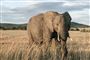elefant står på savannen i afrika