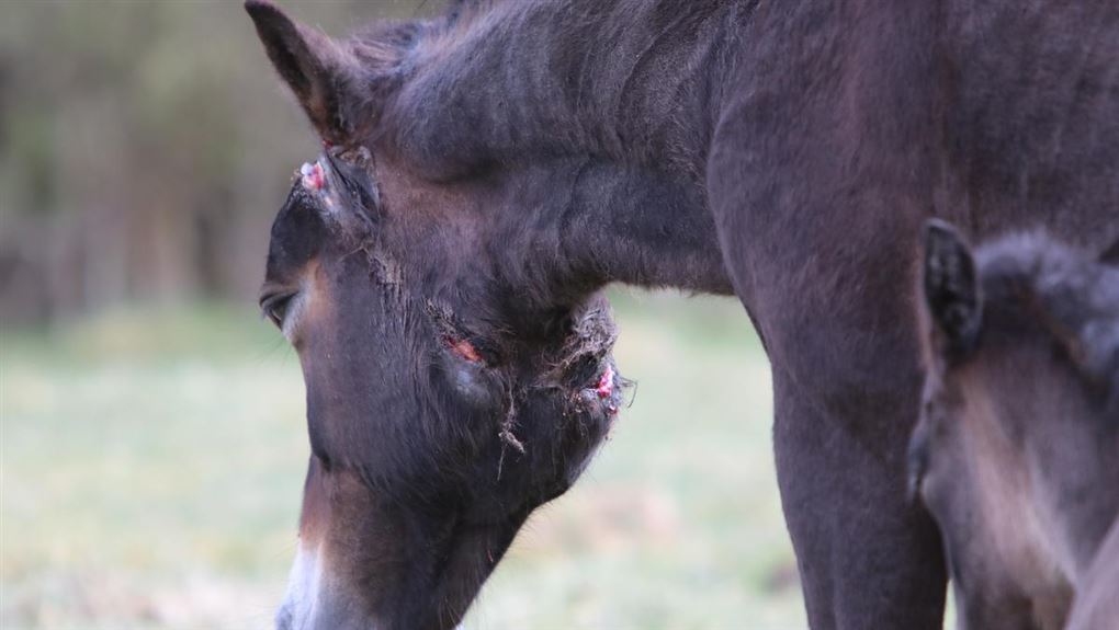 hest med sår på halsen