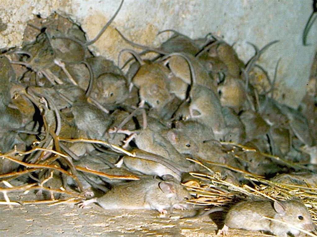 mus i stor bunke