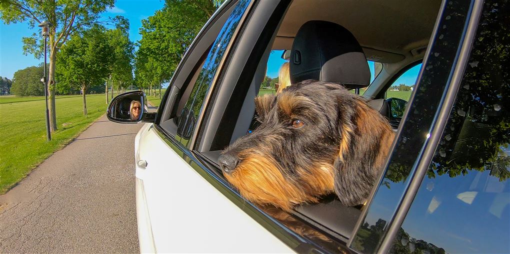 billede af en hund der stikker snuden ud af bilvindue
