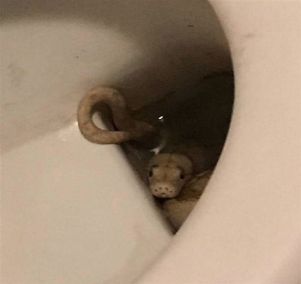 En slange i en toiletkumme
