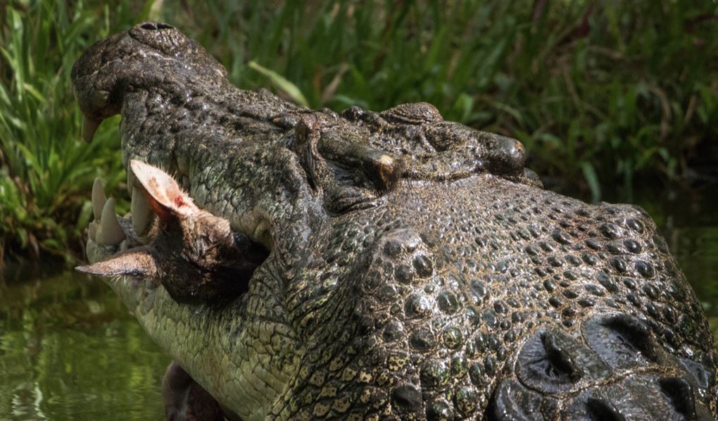 En krokodille med en kænguru i gabet