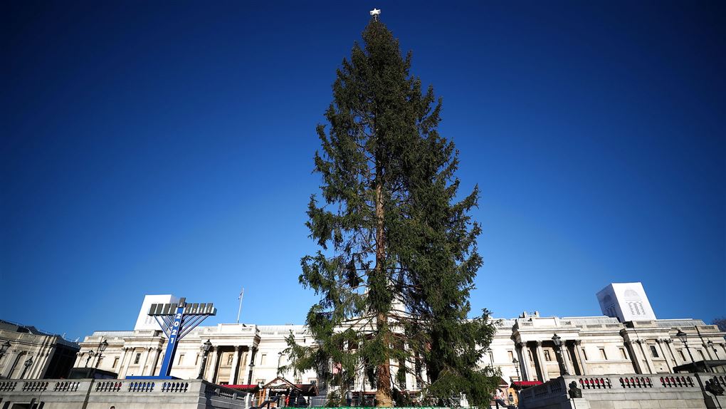 det kiksede juletræ på Trafalgar Square