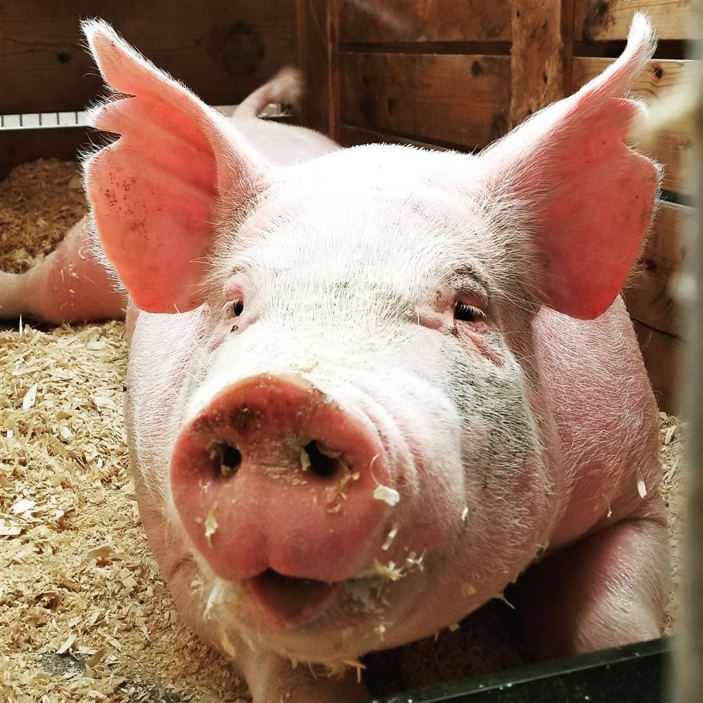 En stor smilende gris