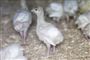 Endnu en farm med fugleinfluenza: 60.000 kalkuner aflives