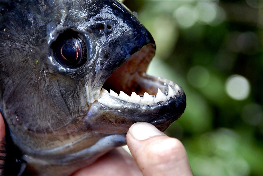 Piratfisk med åben mund