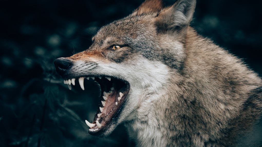 ulv viser tænder