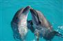 To delfiner i nær kontakt med hovederne oppe over vandet.