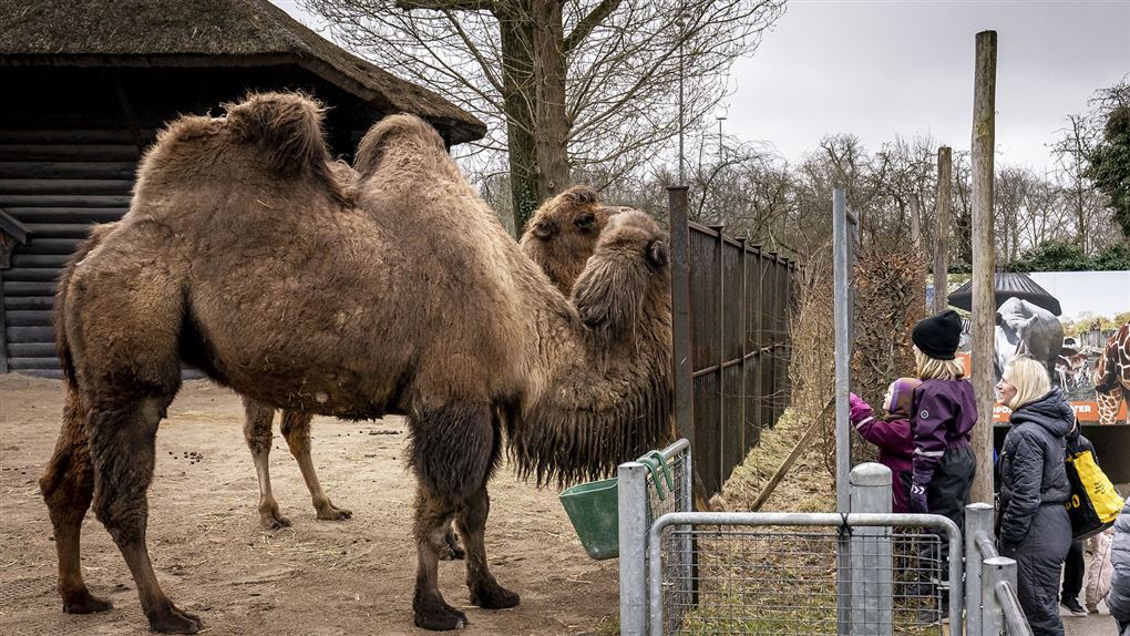 zoo gør klar til åbning kameler