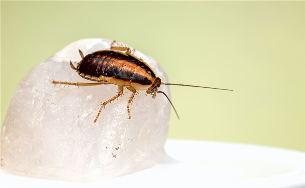 Nærbillede af en kakerlak.