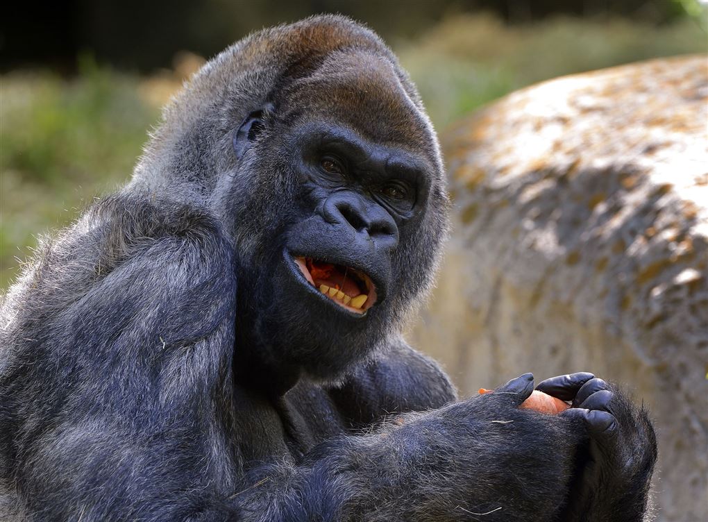 gorilla spiser 