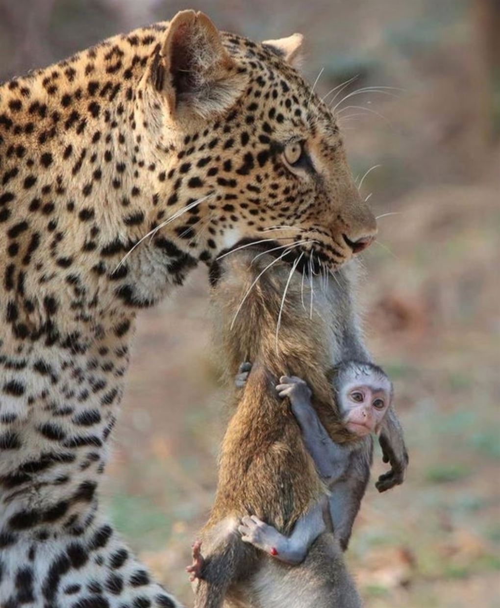 En leopard med en abe i gabet