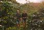to mænd går i kaffeplantage