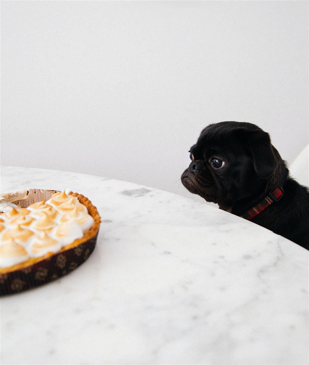 En lille sort hund sidder ved et spisebord og kigger på en kage